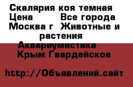 Скалярия коя темная › Цена ­ 50 - Все города, Москва г. Животные и растения » Аквариумистика   . Крым,Гвардейское